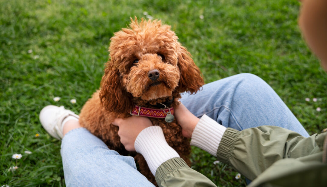cockapoo